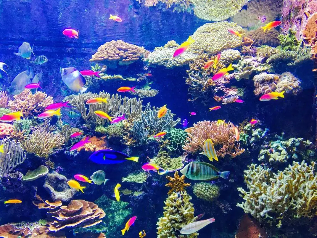 海水魚(yú)缸養(yǎng)殖，鹽度不能忽視
